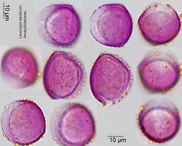 Pollen von Leucojum aestivum, 2-039-1