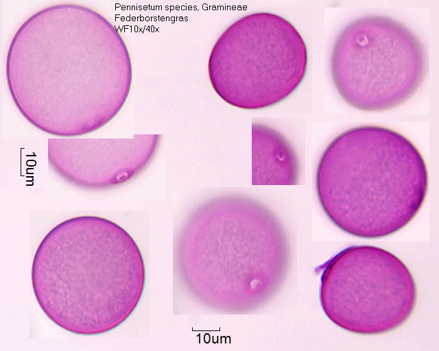 Pollen von Pennisetum species