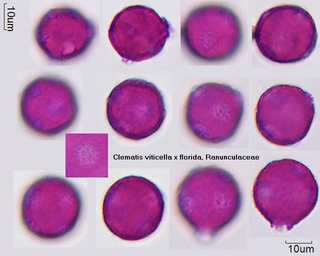 Datei:Clematis viticella x florida.jpg