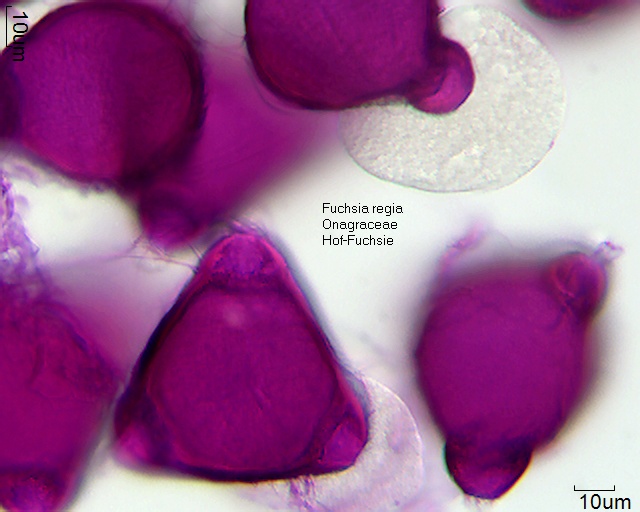 Datei:Fuchsia regia (1).jpg