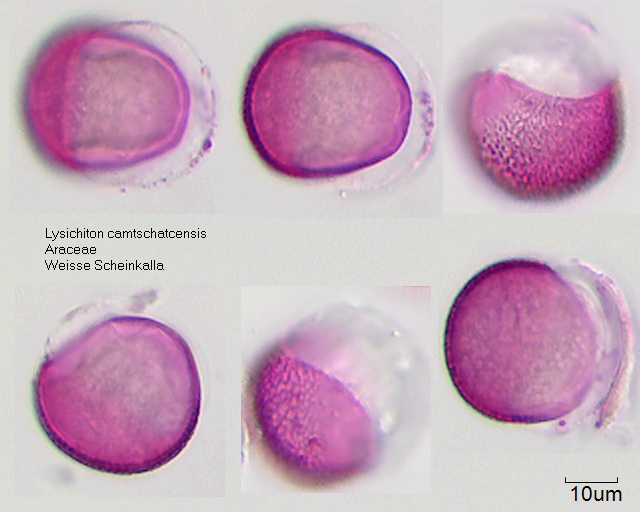 Pollen von Lysichiton camtschatcensis