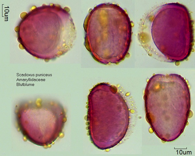 Pollen von Scadoxus puniceus.jpg