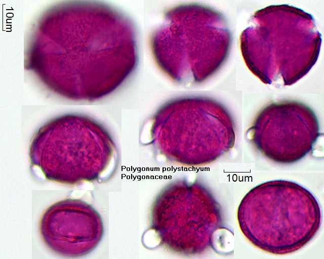 Pollen von Polygonum polystachyum