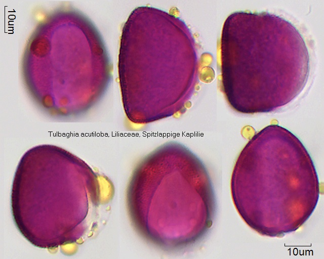 Pollen von Tulbaghia acutiloba