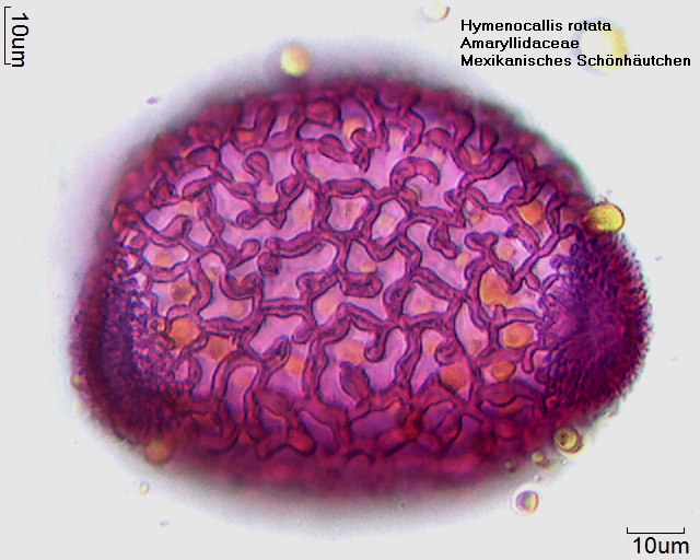 Datei:Hymenocallis rotata (3).jpg