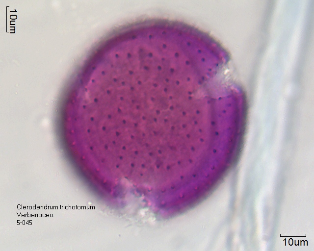 Pollen von Clerodendrum trichotomum, 5-045