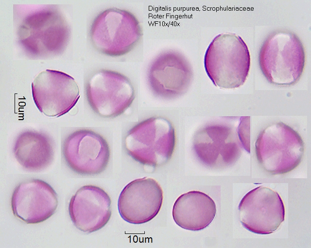 Pollen von Digitalis purpurea