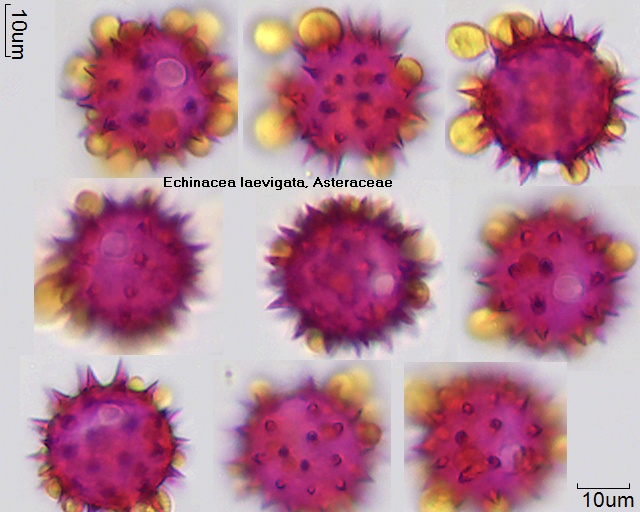 Pollen von Echinacea laevigata