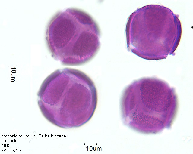 Datei:Mahonia aquifolium (3).jpg