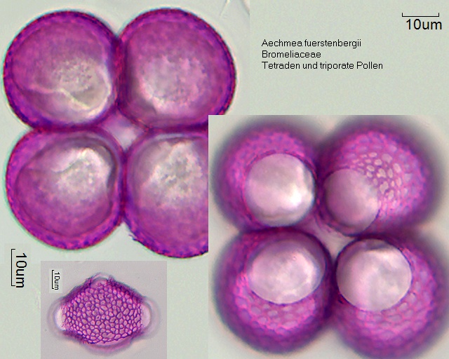 Tetraden und triporater Pollen von Aechmea fuerstenbergii
