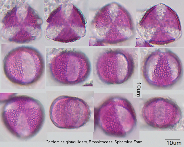 Prolate Pollen von Cardamine glanduligera