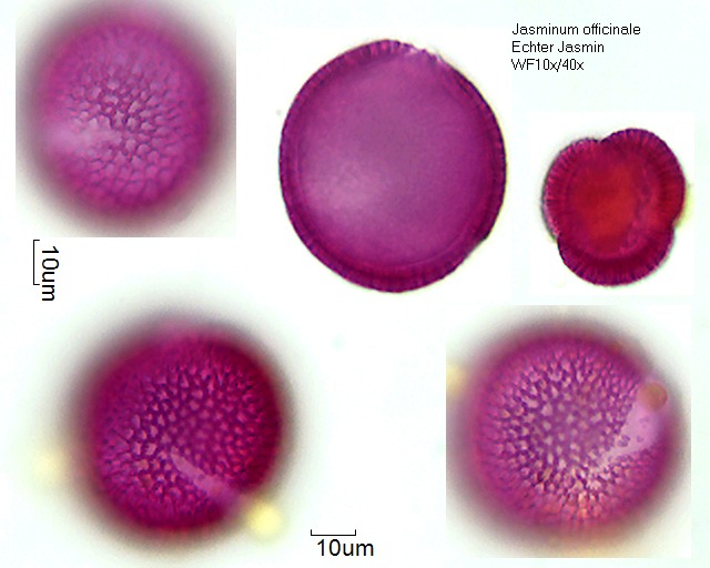 Pollen von Jasminum officinale