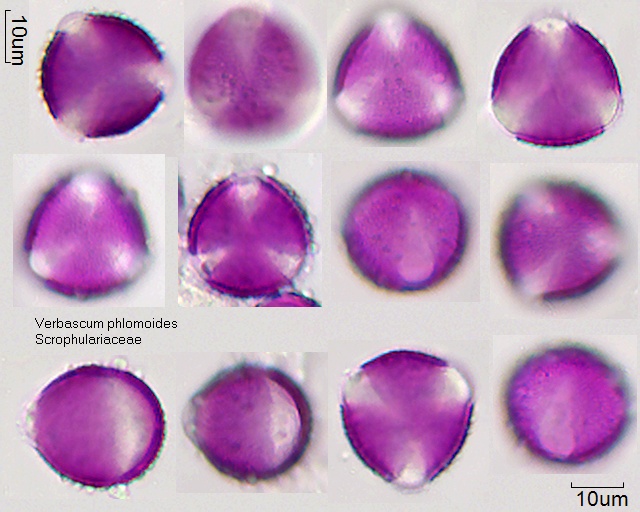 Pollen Verbascum phlomoides