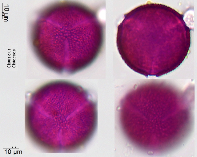 Datei:Cistus clusii.jpg