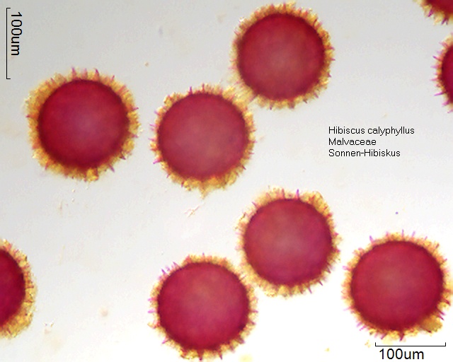 Datei:Hibiscus calyphyllus (1).jpg