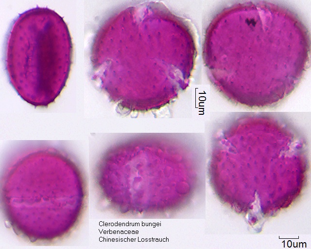 Pollen von Clerodendrum bungei