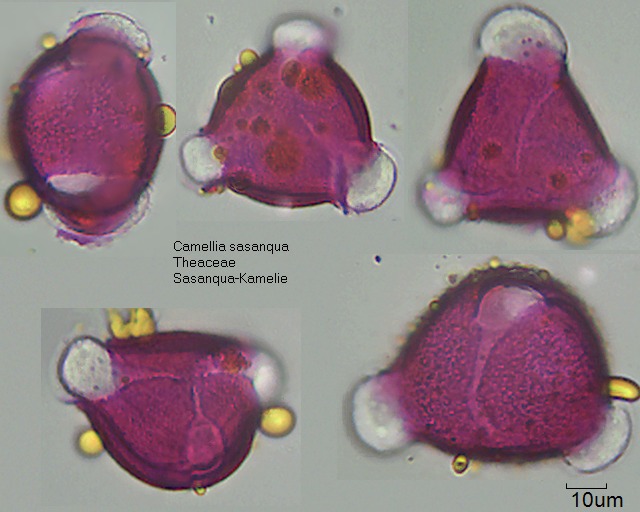 Pollen von Camellia sasanqua
