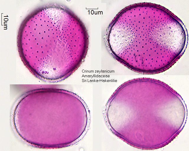 Pollen von Crinum zeylanicum