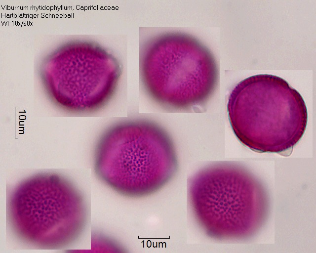 Pollen von Viburnum rhytidophyllum