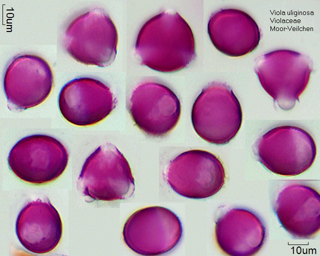 Pollen Viola uliginosa