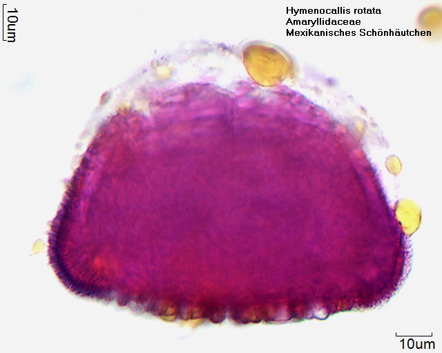 Datei:Hymenocallis rotata (1).jpg
