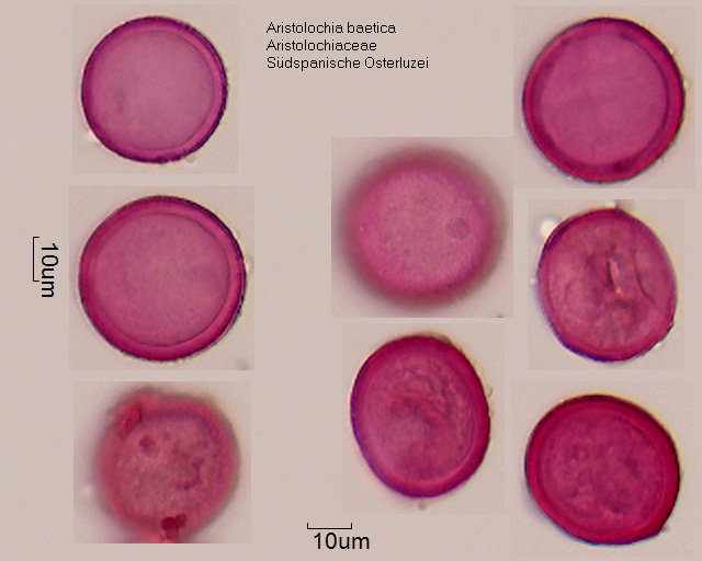 Datei:Aristolochia baetica.jpg
