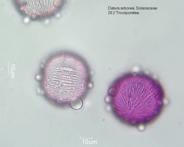 Pollen von Datura arborea