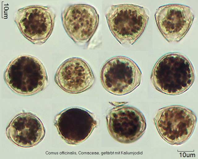 Pollen von Cornus officinalis, 23-050-1, gefärbt mit Kaliumjodid