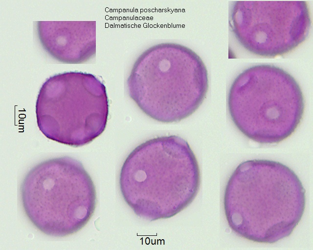 Pollen von Campanula poscharskyana