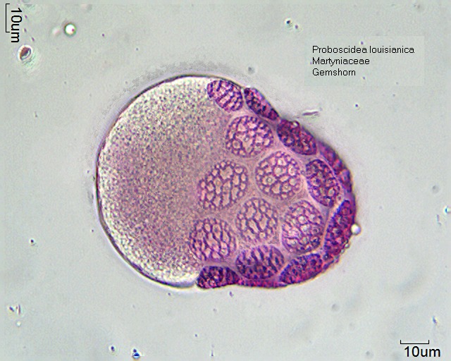 Datei:Proboscidea louisianica (2).jpg