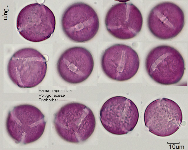 Pollen von Rheum rhaponticum