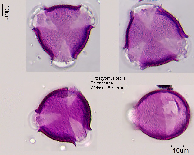 Pollen von Hyoscyamus albus