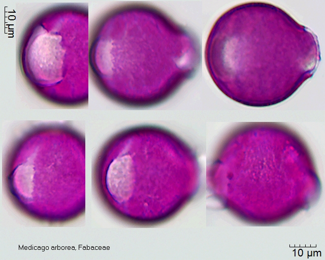 Datei:Medicago arborea (1).jpg