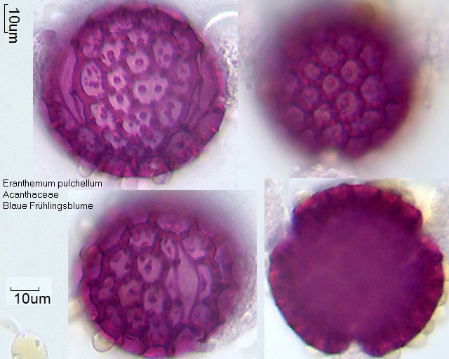 Eranthemum pulchellum (3).jpg]]