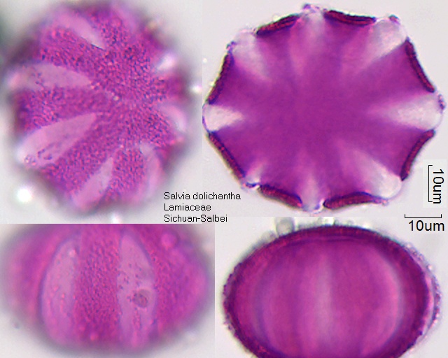 Pollen von Salvia dolichantha