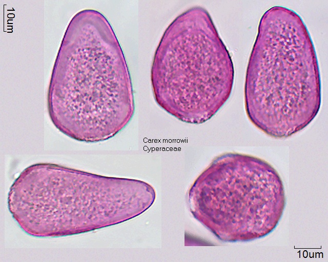 Pollen von Carex morrowii, Präparat 1-062-1