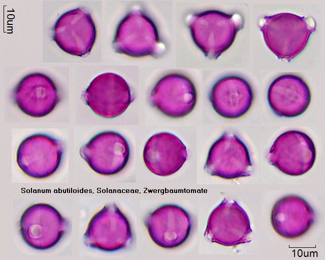 Pollen von Solanum abutiloides