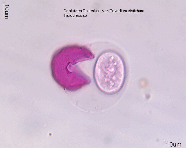 Geplatzte Pollen von Taxodium distichum mit deutlich sichtbarer Keimpore