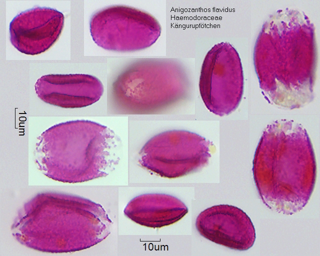 Pollen von Anigozanthos flavidus