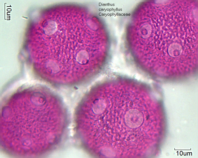 Pollen von Dianthus caryophyllus