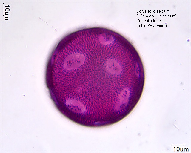 Pollen von Calystegia sepium