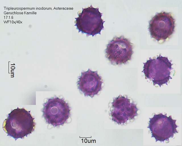 Pollen von Tripleurospermum inodorum