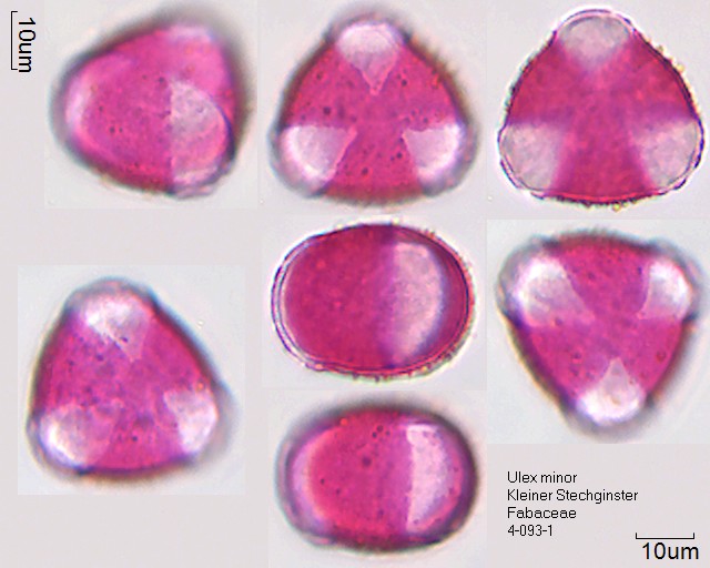 Pollen Ulex minor, 4-093-1