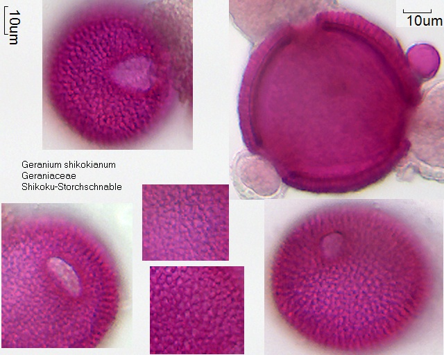 Pollen von Geranium shikokianum