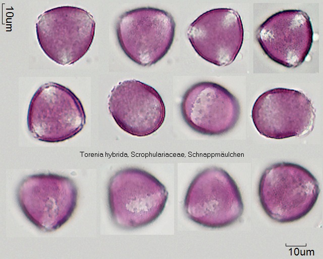 Pollen von Torenia hybrida