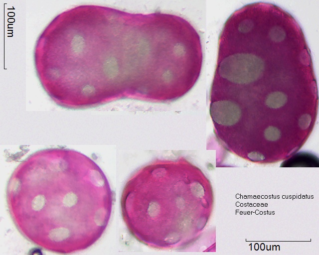 Pollen von Chamaecostus cuspidatus