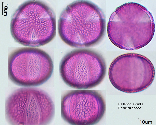 Pollen von Helleborus viridis