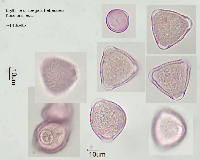 Pollen von Erythrina crista-galli
