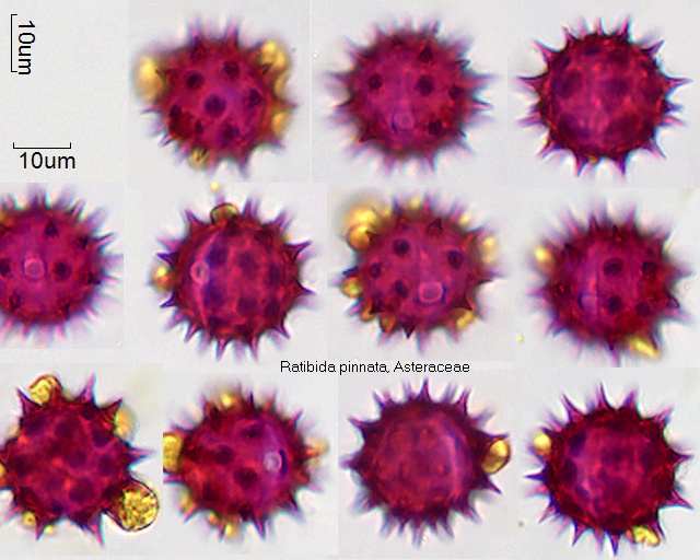 Pollen von Ratibida pinnata