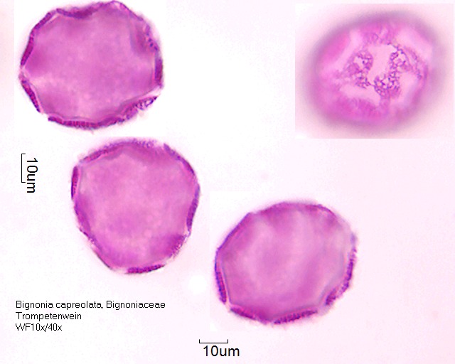 Pollen von Bignonia capreolata